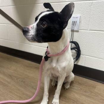 Chihuahua and Jack Russell Terrier Dogs Available for Adoption in Lyndhurst, Virginia - SVAS-Stray-38532 | PetCurious