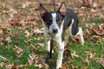 Rescue Australian Cattle Dog Blue Heeler Dogs for Adoption in Stewart Manor, New York - Luther | PetCurious