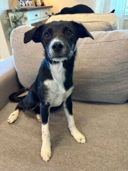 Bianca -  Border Collie Dog for Adoption in Indianapolis, Indiana - Bianca | PetCurious