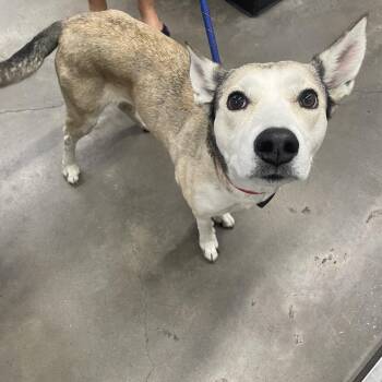 Pandora -  Husky and Mixed Breed Dog for Adoption in Tampa, Florida - Pandora | PetCurious