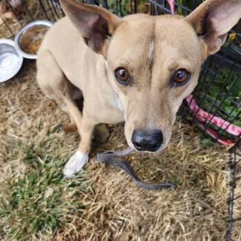 Atticus/Mr A -  Chihuahua Dog for Adoption in Tacoma, Washington - Atticus/Mr A | PetCurious