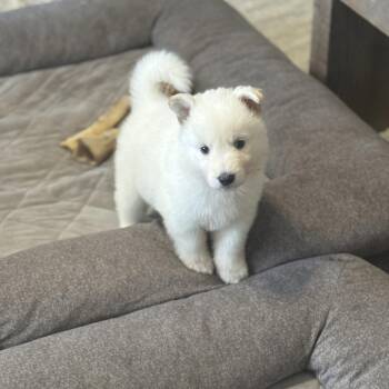 Shepherd Dogs Available for Adoption in Oceanside, California - Mary-Kate Olson | PetCurious