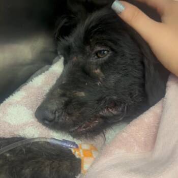 Moonlight -  Mixed Breed Dog for Adoption in Charleston, West Virginia - Moonlight | PetCurious