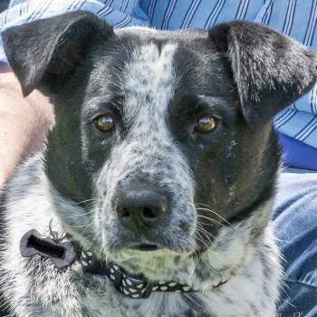 Australian Cattle Dog Blue Heeler Dogs Available for Adoption - Kaydee (Courtesy Listing) | PetCurious