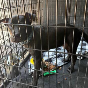 Mixed Breed Dogs Available for Adoption in Columbus, Georgia - 04/20/2026-Stray-WalnutStreet | PetCurious