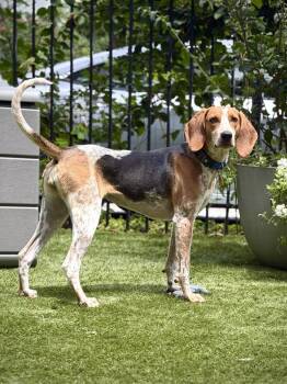 Capers -  English Coonhound and Hound Dog for Adoption in Charleston, South Carolina - Capers | PetCurious