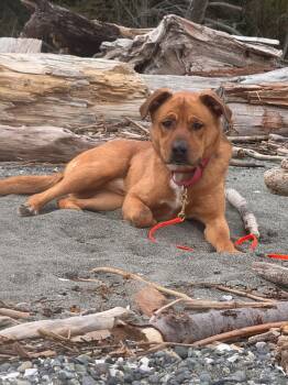 Rescue Labrador Retriever and Rottweiler Dogs for Adoption in Port Angeles, Washington - Bear | PetCurious