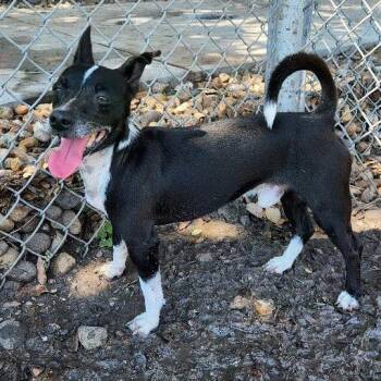Ferb GCH -  Chihuahua Dog for Adoption in Rockaway, New Jersey - Ferb GCH | PetCurious