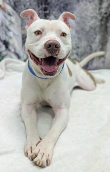 Pit Bull Terrier Dogs Available for Adoption in Houston, Texas - BUNNY-Handsome Loving Boy | PetCurious