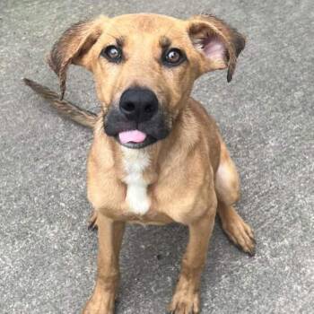 Olympia -  Mixed Breed Dog for Adoption in Wheeling, Illinois - Olympia | PetCurious