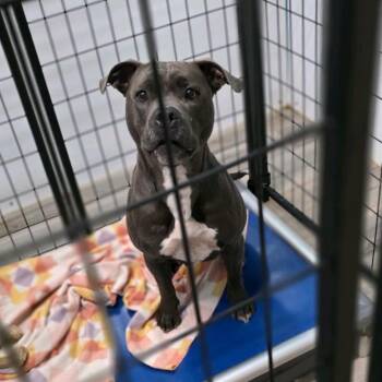 Terrier and Mixed Breed Dogs Available for Adoption in St. Louis, Missouri - Kizzie | PetCurious