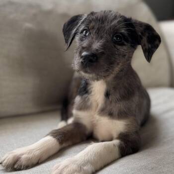 Malibu -  Australian Shepherd and Rough Collie Dog for Adoption in Waco, Texas - Malibu | PetCurious