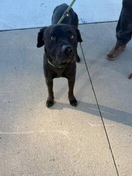 Wesley -  Labrador Retriever Dog for Adoption in Marion, Ohio - Wesley | PetCurious