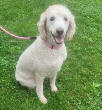 Sadie -  Labradoodle Dog for Adoption in Saint Clairsville, Ohio - Sadie | PetCurious