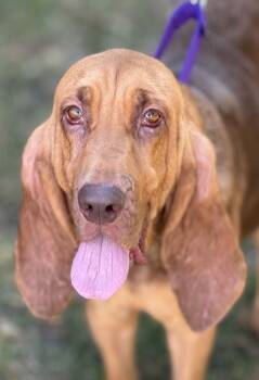 Rescue Bloodhound and Mixed Breed Dogs for Adoption in Malvern, Pennsylvania - Rubie | PetCurious