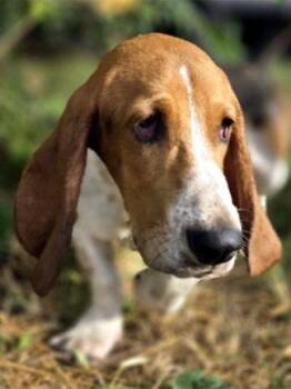 BILLY -  Basset Hound Dog for Adoption in Hamilton, New Jersey - BILLY | PetCurious