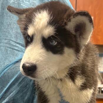 Palmer -  Husky Dog for Adoption in Yuma, Arizona - Palmer | PetCurious