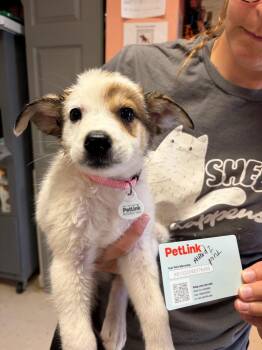 Alford 2 -  Great Pyrenees and Cattle Dog Dog for Adoption in Morgantown, Kentucky - Alford 2 | PetCurious