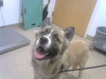 Akita and Mixed Breed Dogs Available for Adoption - CRANBERRY | PetCurious