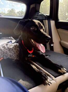 Rescue Hound and Labrador Retriever Dogs for Adoption in Statesboro, Georgia - El Camino | PetCurious