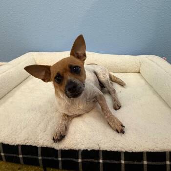 Peyton -  Chihuahua and Mixed Breed Dog for Adoption in Fresno, California - Peyton | PetCurious