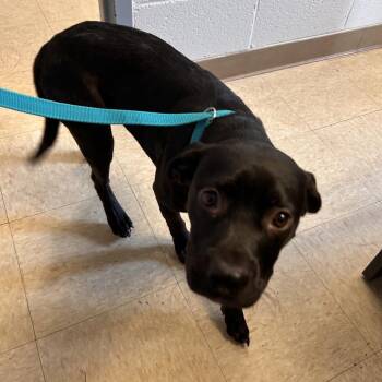 Stray-Chub Lake Rd/CCC -  Labrador Retriever and Mixed Breed Dog for Adoption in Roxboro, North Carolina - Stray-Chub Lake Rd/CCC | PetCurious