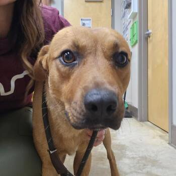 Summit -  Terrier and Mixed Breed Dog for Adoption in West Point, Mississippi - Summit | PetCurious