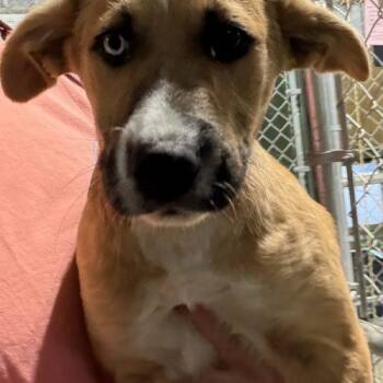 Grits -  Husky and Labrador Retriever Dog for Adoption in Leesburg, Alabama - Grits | PetCurious