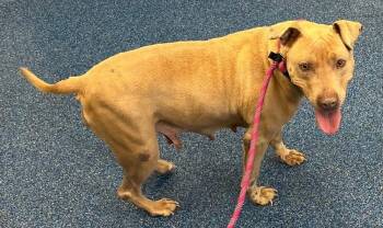 Pit Bull Terrier Dogs Available for Adoption in Washington, District Of Columbia - Royalty | PetCurious