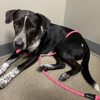Gigi -  German Shorthaired Pointer and Black Labrador Retriever Dog for Adoption in Grand Rapids, Michigan - Gigi | PetCurious