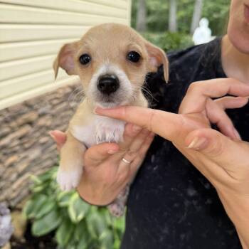 Jonah -  Chihuahua and Dachshund Dog for Adoption in Alabaster, Alabama - Jonah | PetCurious