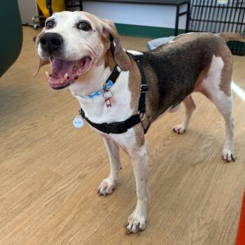 Rita 14537 -  Beagle Dog for Adoption in San Francisco, California - Rita 14537 | PetCurious