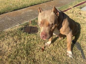 KARMA -  Pit Bull Terrier Dog for Adoption in Rowlett, Texas - KARMA | PetCurious