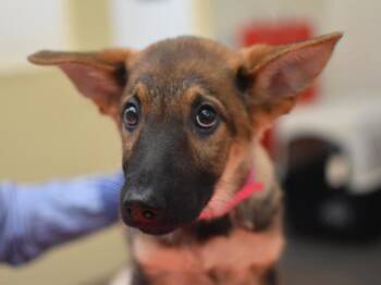 Shepherd Dogs Available for Adoption in Portland, Oregon - Katniss | PetCurious