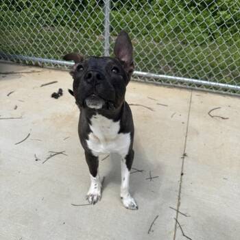 Mixed Breed Dogs Available for Adoption in Edwardsville, Illinois - Slinky | PetCurious
