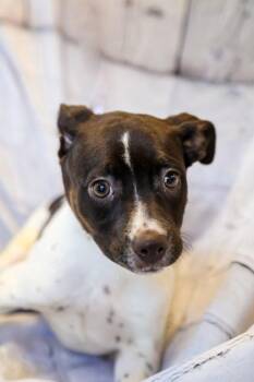 Dachshund and Mixed Breed Dogs Available for Adoption in Dothan, Alabama - Cookie | PetCurious