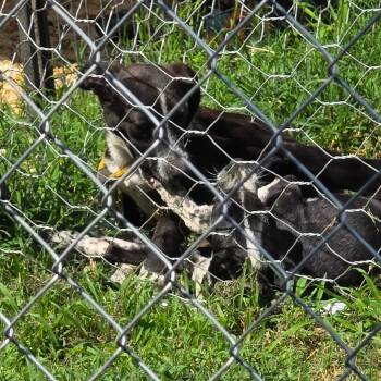 Lacey -  Australian Cattle Dog Blue Heeler and Mixed Breed Dog for Adoption in Rossville, Georgia - Lacey | PetCurious