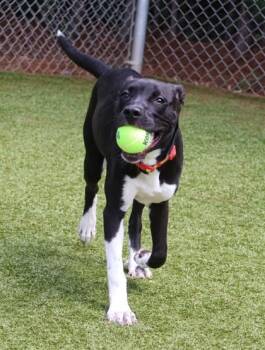 Lady- Project Homebound -  Mixed Breed Dog for Adoption in Athens, Georgia - Lady- Project Homebound | PetCurious