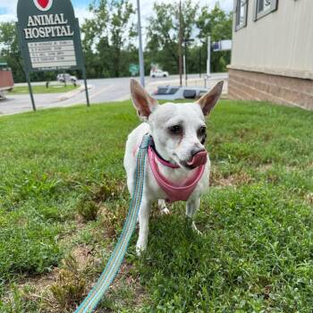 Chihuahua and Jack Russell Terrier Dogs Available for Adoption in Southside, Tennessee - Agnes | PetCurious