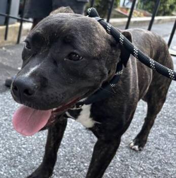 Butterscotch -  Mixed Breed Dog for Adoption in West Chester, Pennsylvania - Butterscotch | PetCurious