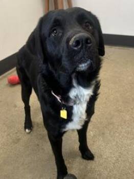 Noah -  Retriever Dog for Adoption in Cleveland, Ohio - Noah | PetCurious