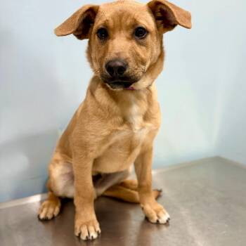 Mixed Breed Dogs Available for Adoption in Portland, Oregon - Tundra | PetCurious