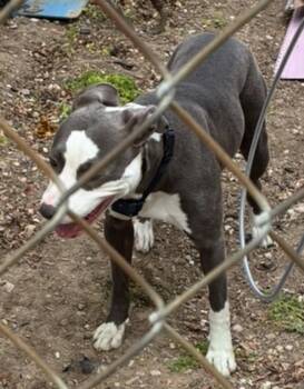 Pit Bull Terrier Dogs Available for Adoption in Salt Lake City, Utah - *Blueberry* | PetCurious
