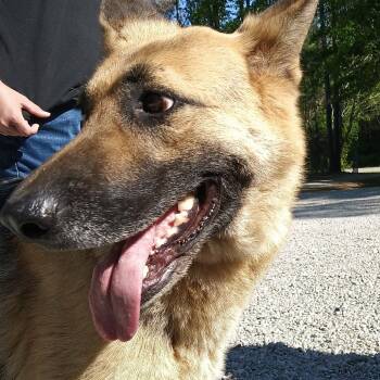 German Shepherd Dog Dogs Available for Adoption in Valley, Alabama - Mia | PetCurious