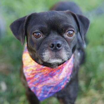 VENCE -  Pug Dog for Adoption in San Antonio, Texas - VENCE | PetCurious