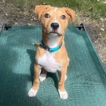 Cannoli The Small and Mighty Cutie -  Labrador Retriever and Mixed Breed Dog for Adoption in Friendswood, Texas - Cannoli The Small And Mighty Cutie | PetCurious