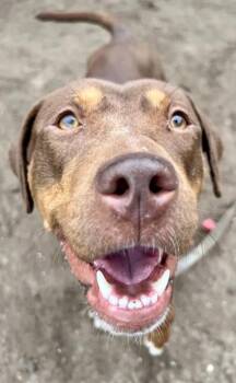Labrador Retriever and Mixed Breed Dogs Available for Adoption in Savannah, Georgia - Ivy | PetCurious