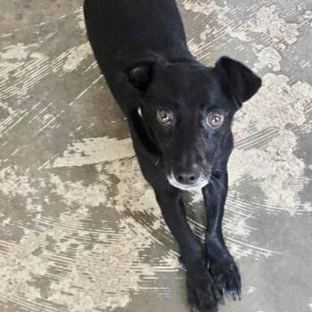 Rescue Dachshund and Chihuahua Dogs for Adoption in Warren, Rhode Island - Dash | PetCurious