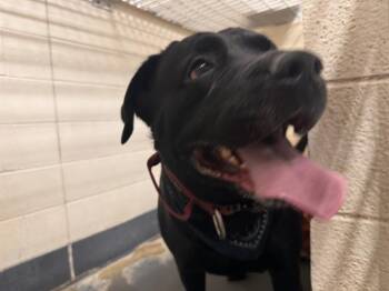 Cane Corso and Mastiff Dogs Available for Adoption - KANO | PetCurious