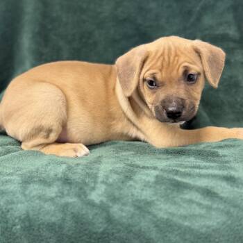 Pit Bull Terrier and Mixed Breed Dogs Available for Adoption in St. Peters, Missouri - Spike | PetCurious